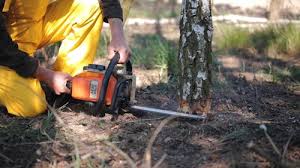 Best Hedge Trimming  in Jeanerette, LA