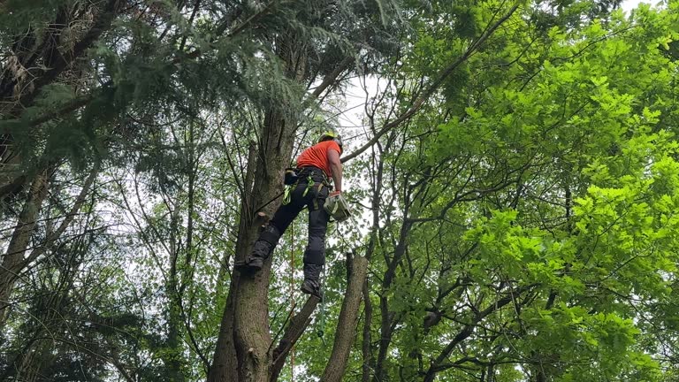 Best Tree and Shrub Care  in Jeanerette, LA