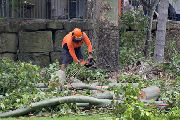 Best Tree Trimming and Pruning  in Jeanerette, LA